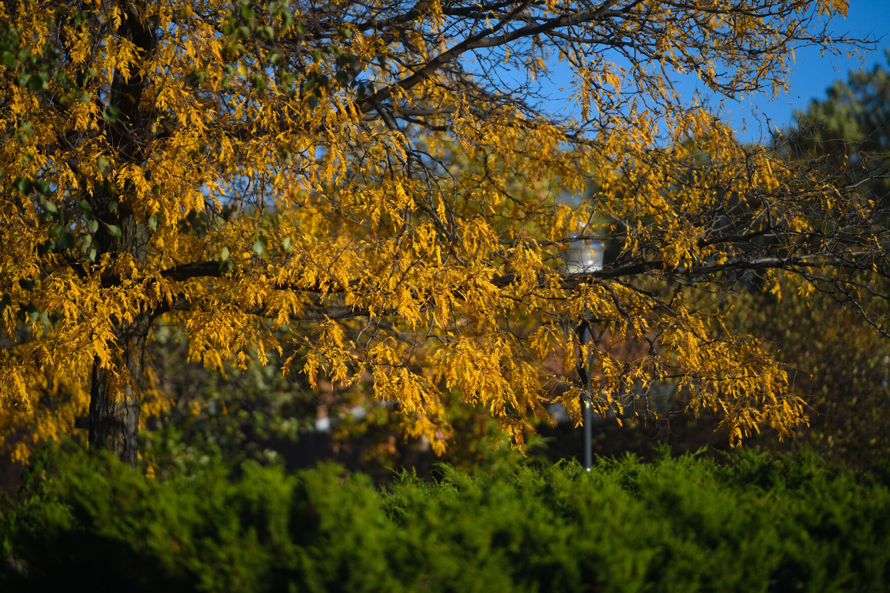 101420-qc-nws-fallcolors-005